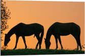 Dibond - Silhouet van 2 Grazende Paarden - 90x60cm Foto op Aluminium (Met Ophangsysteem)