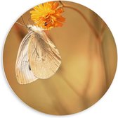 Forex Wandcirkel - Witte Vlinder op Gele Bloem - 60x60cm Foto op Wandcirkel (met ophangsysteem)