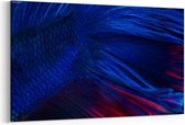 Schilderij - Siamese fighting fish — 100x70 cm