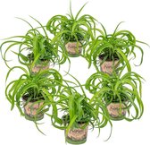 Graslelie | Chlorophytum 'Green Bonnie' 6 stuks - PetFriendly - Kamerplant ⌀12 cm - ↕25 cm