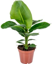 Bananenplant - Musa 'Tropicana' per stuk | Tropische kamerplant in kwekerspot ⌀17 cm - ↕25-35 cm