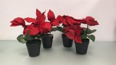 Kunstplant - kerstster rood decoratie - 4 stuks