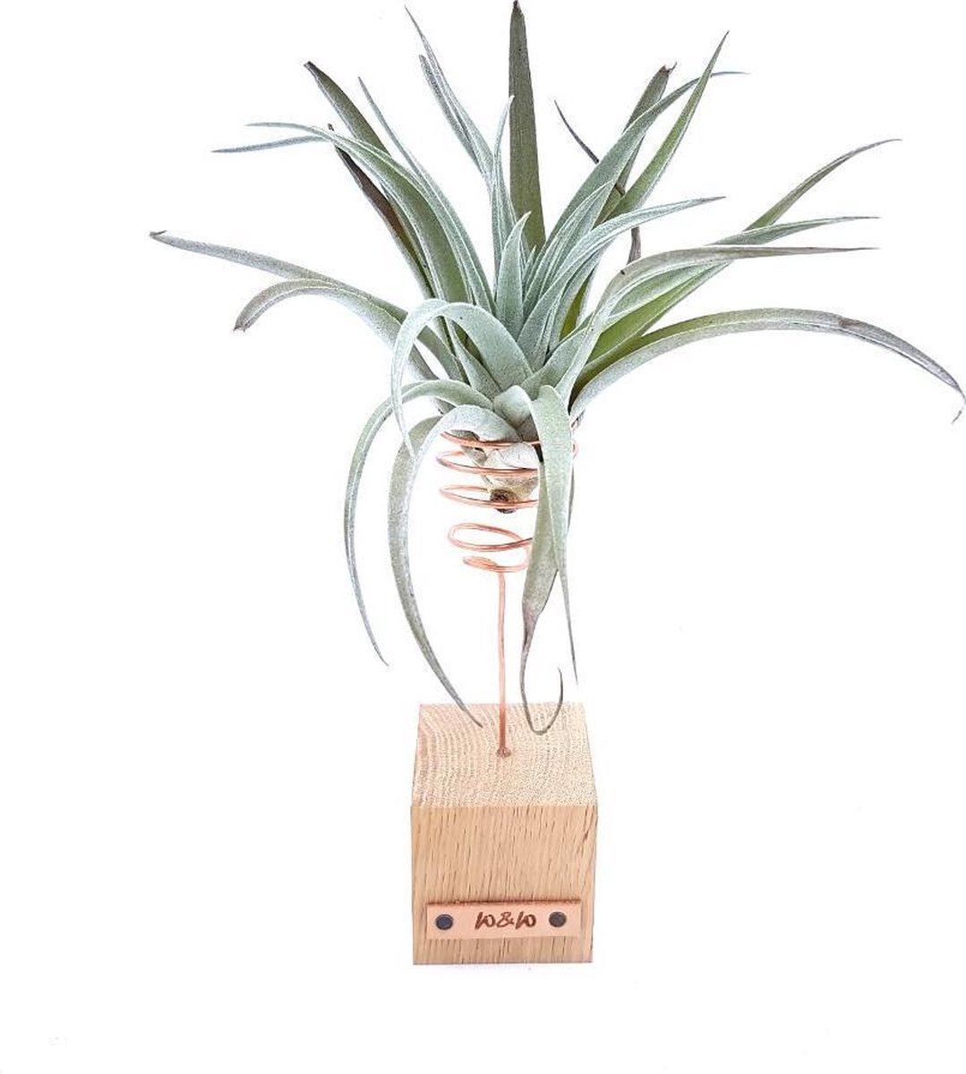 Luchtplant Airplants Groot Standaard 