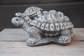 Schildpad met jong
