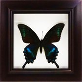 Decoratief opgezette vlinder in donkerbruine 3D lijst.