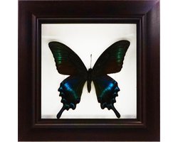 Apeirom Decoratief Opgezette Vlinder in 3D Lijst - 17.5*17.5cm - Lijst Donkerbruin