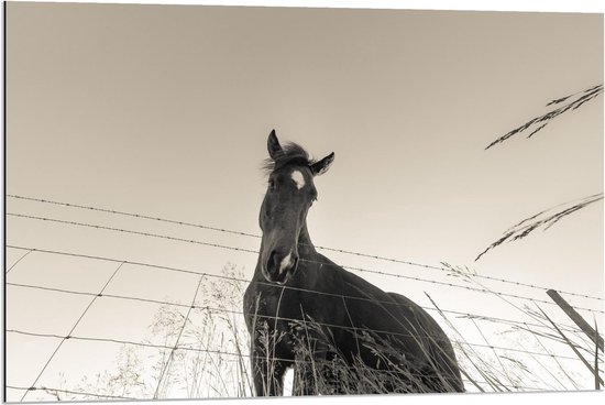 Dibond - Nieuwsgierig Paard (zwart/wit) - 90x60cm Foto op Aluminium (Met Ophangsysteem)