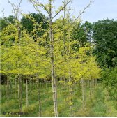 Valse Christusdoorn - Gleditsia triacanthos ‘Sunburst’ | Omtrek: 10-14 cm | Hoogte: 300 cm