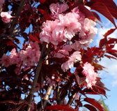 Roodbladige Japanse Sierkers bolvorm – Prunus serrulata ‘Royal Burgundy’ | Omtrek: 8-12 cm | Hoogte: 300 cm