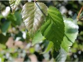 Witte berk - Betula utilis 'Doorenbos' meerstammig | Hoogte: 150-200 cm