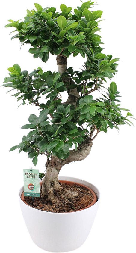 Ficus 'Ginseng' XL | Bonsaï avec pot décoratif blanc | Hauteur 70-75cm |  Taille du pot... | bol.com