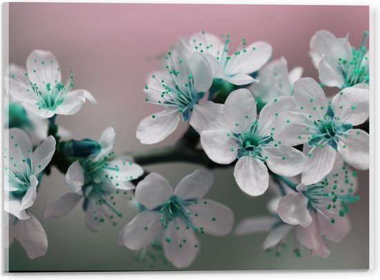 Acrylglas - Wit met Blauwe Bloementjes op een Tak - 40x30cm Foto op Acrylglas (Wanddecoratie op Acrylglas)