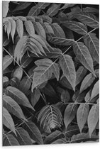 Dibond - Bladeren (zwart/wit) - 80x120cm Foto op Aluminium (Met Ophangsysteem)