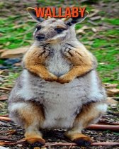 Wallaby