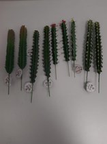 9 nep cactussen