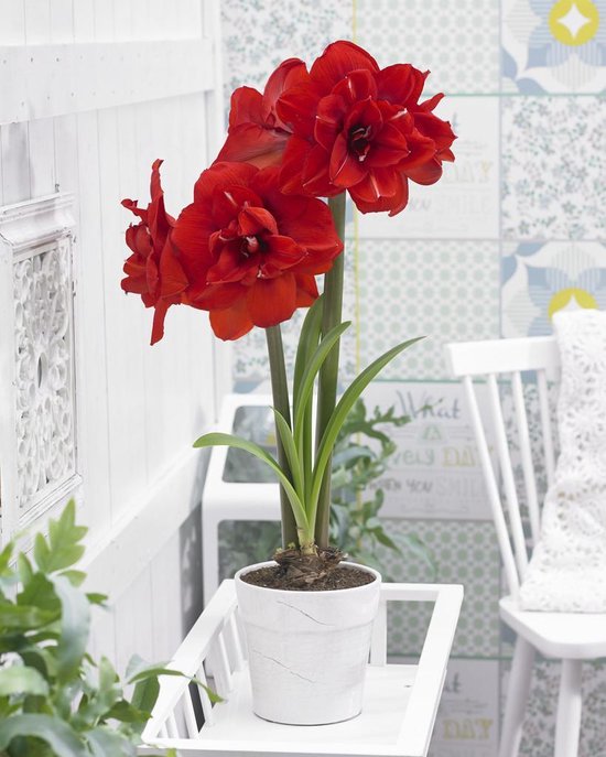Bol Com Amazing Amaryllis Double King Pakket Van 3 Bollen