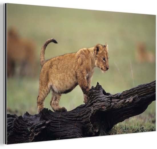 Jeune lion au Kenya Aluminium 90x60 cm - Tirage photo sur aluminium (décoration murale en métal)