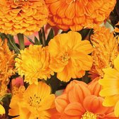 MRS Seeds & Mixtures Zomerbloemenmengsel - Oranje Tinten – Groeihoogte: 20-80 cm – Bevat 22 bloemsoorten – lokt bijen, hommels en vlinders