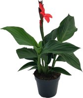 Plant in a Box - Canna 'Cannova' - Bloemriet - Canna Lily Rood - Bloeiende Plant - Pot 17cm - Hoogte 35-45cm