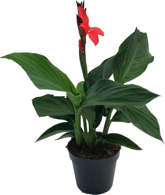 Plante en Boite - Canna 'Cannova' - Roseau Fleuri - Canna Lily Rouge - Plante à Fleurs - Pot 17cm - Hauteur 35-45cm