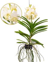 Plant in a Box - Vanda Tayanee White - Tropische Orchidee - Prachtige kleurenmix - Bloeiende Orchidee - Hoogte 45-55cm