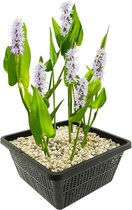 Herbe de brochet Wit Pontederia Cordata Alba - 4 pièces + Aqua Set - Hardy Plantes d'étang - Van der Velde Water Plants