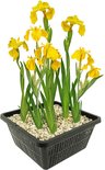 vdvelde.com - Lis Geel - Gele Lis - Iris Pseudacorus - Iris Bloem 4 stuks - Winterharde Vijverplanten + Vijvermand - Van der Velde Waterplanten