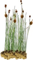 vdvelde.com - Dwerglisdodde Typha Minima - Voor ca. 2,5 m² - 30 losse filterplanten - Voor vijver plantenfilters - Winterharde Vijverplanten - Van der Velde Waterplanten