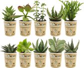 vdvelde.com - Mini Succulenten - Vetplanten Mix 10 stuks - Succulent Ø 6 cm - Hoogte 8-15 cm