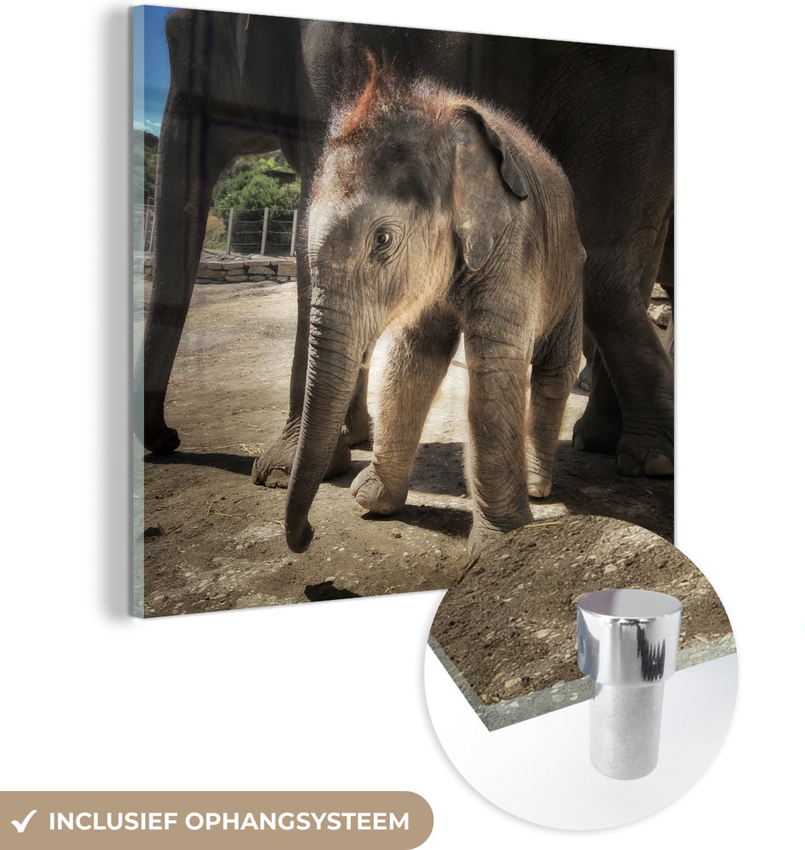 ® Glasschilderij 50x50 cm - Schilderij acrylglas - Baby olifant bij zijn moeder - Jongens - Meiden - Kinderen - Kind - Foto op glas - Muurdecoratie woonkamer - Wanddecoratie slaapkamer - Schilderijen