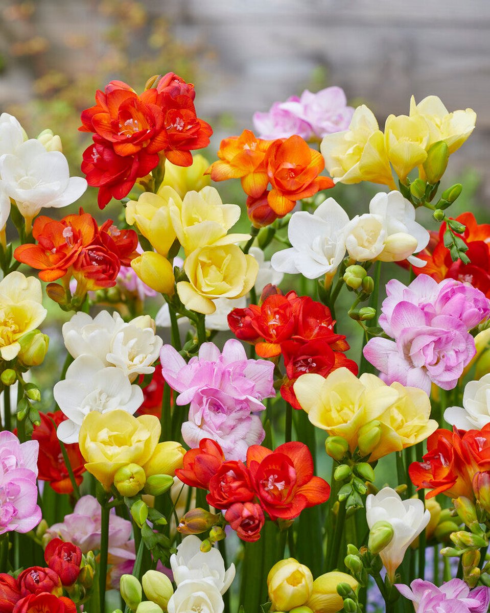 Tulp Dubbel Mix | 10 stuks | Tulpenbollen