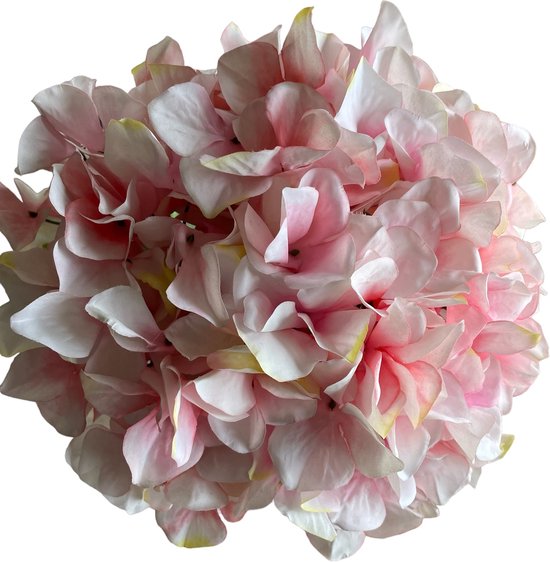fleurs Hortensia rose clair
