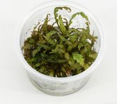 AQUAlook Hygrophila Pinnatifida | Belgisch groen | in 100CC vitro cup Waterplant