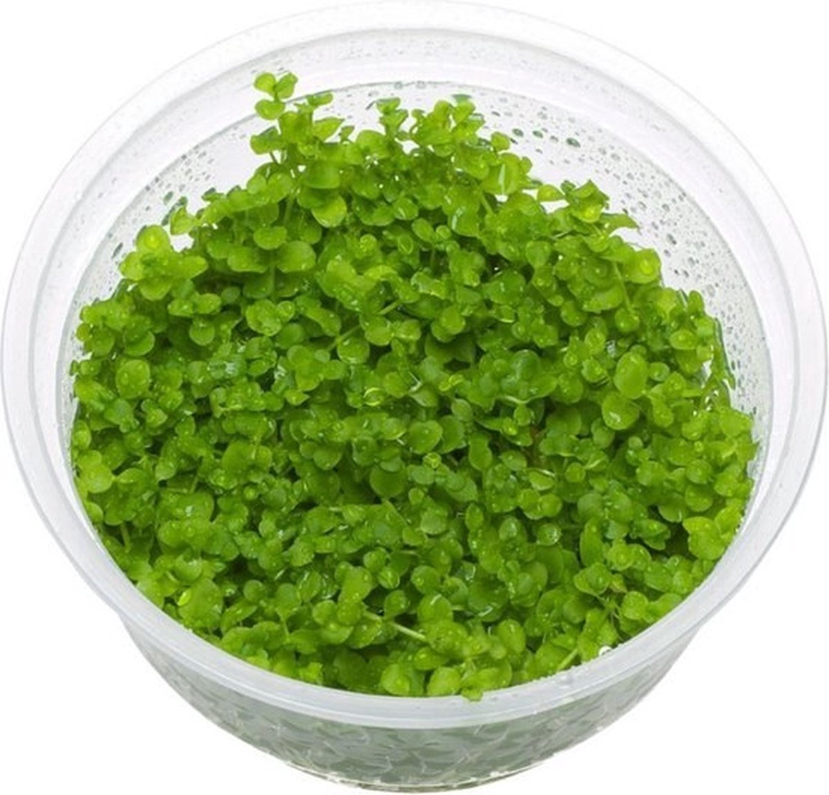 Monte Carlo In Vitro - 3 Stuks - Moerings aquariumplanten