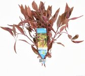 AQUAlook Alternanthera Sessilis | Koperkleurig papegaaienblad | in bos met loodje Waterplant