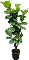 Vioolbladplant - Ficus Lyrata vertakt hoogte 180cm potmaat 30cm