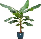 Bananenplant (Musa) inclusief elho Vibes Fold Round blauw - Potmaat 30cm - Hoogte 150cm