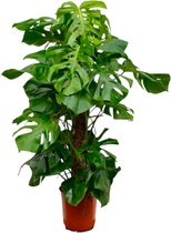 Gatenplant - Monstera Deliciosa XXL hoogte 150cm potmaat 24cm