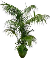 Kentia Palm - Howea Forsteriana XXL hoogte 300cm potmaat 50cm