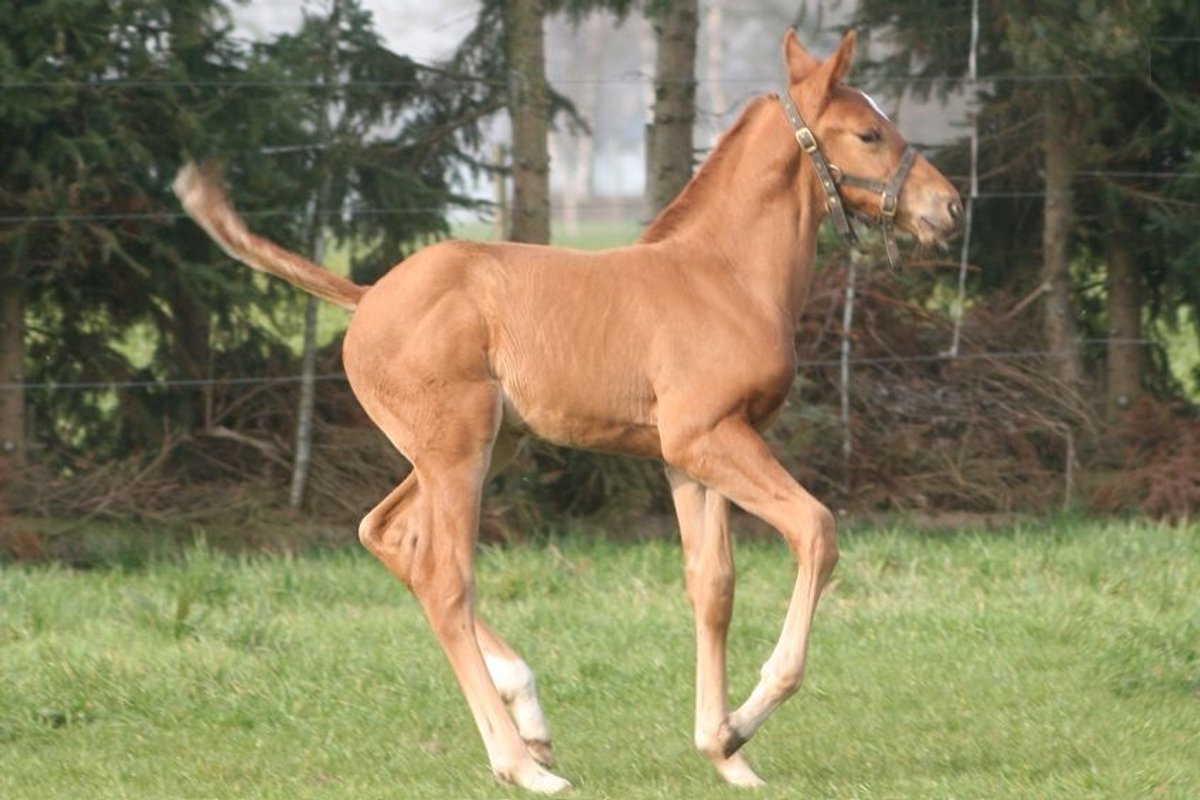 Horsefood Veulenmelk 10 kg