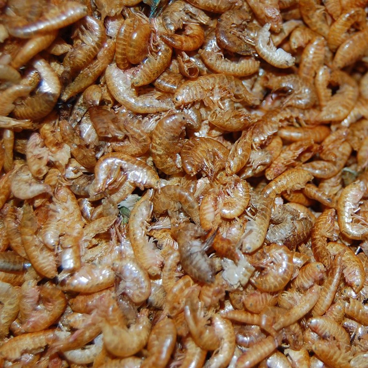 Gedroogde Vlokreeftjes (Gammarus) 250 ML Pot
