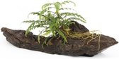 AQUAlook Driftwood met Hygrophila Pinnatifida | Small Waterplant