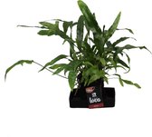 Goed & Groen - Lova Microsorum Diversifolium - ↨ 48cm - Potmaat 17 - Kwaliteit Planten - Kamer Plant - Kamerplanten - Sfeer