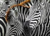 Zebras - Puzzel - 1000 Stukjes