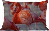Buitenkussens - Flamingo - Vogel - Dieren - Roze - 60x40 cm - Weerbestendig
