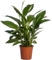 Plantenboetiek.nl | Spathiphyllum Vivaldi - Ø 17cm - Hoogte 70cm