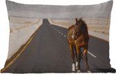 Buitenkussens - Tuin - Eenzaam paard op een weg - 50x30 cm