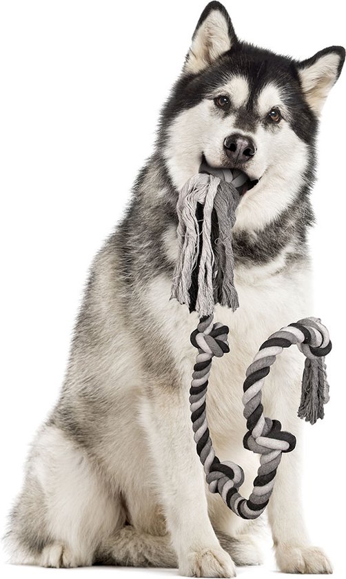 Zittende Malamute met grijze, zwarte en witte touwspeeltjes in de bek en in de poot.