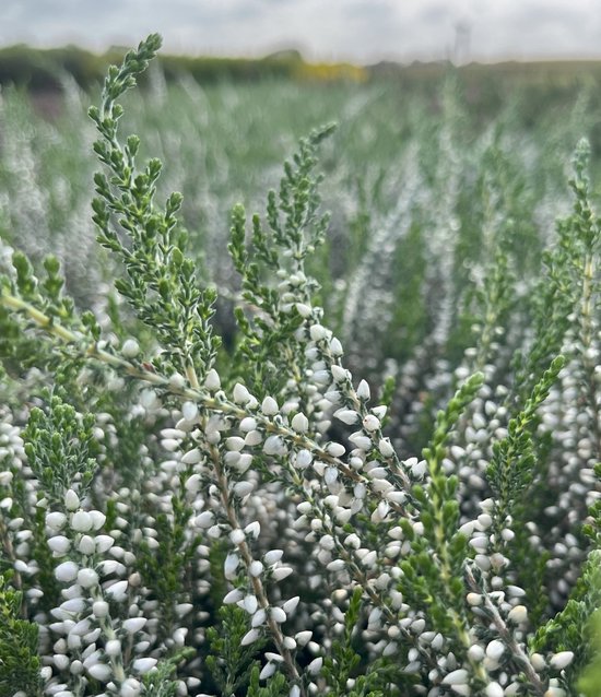 Foto: Zomerheide wit 10 stuks calluna vulgaris bettina p10 5 plant tuinplant heide