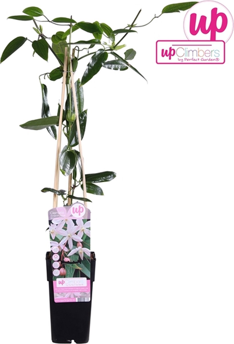3 x Apple Blossom Groenblijvend - 3 halen/2 betalen - 3 x Roze, Groenblijvende/Wintergroene Klimplanten - Winterharde Tuinplanten | 3 x 1.5 Liter pot